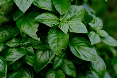 Albahaca