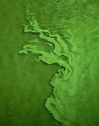 Chlorella