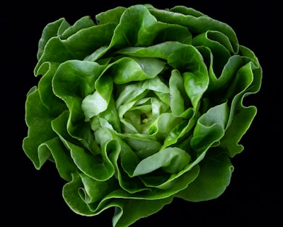 Lechuga