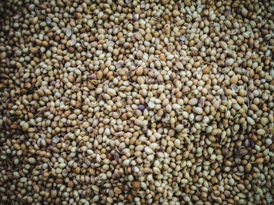 Semillas de cáñamo