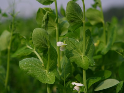 Stevia