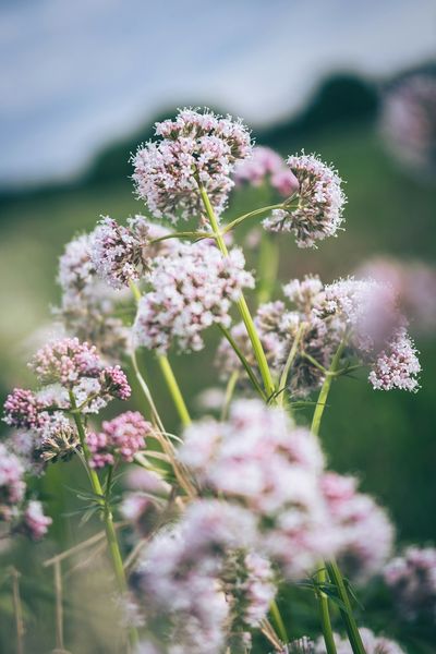 Valeriana